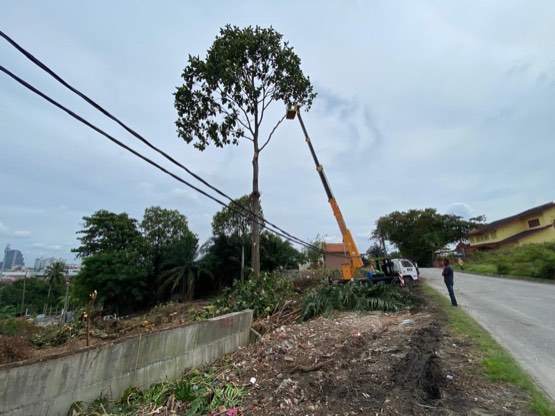 Projek tebang dan potong pokok Bomoh Pokok, gambar 93 daripada 94